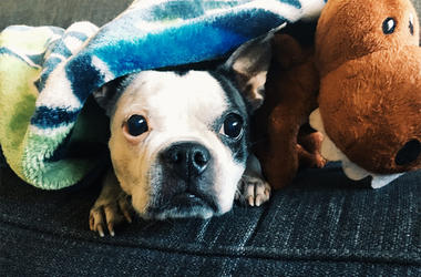 Chowder Hates Fireworks Chowder Hates Fireworks