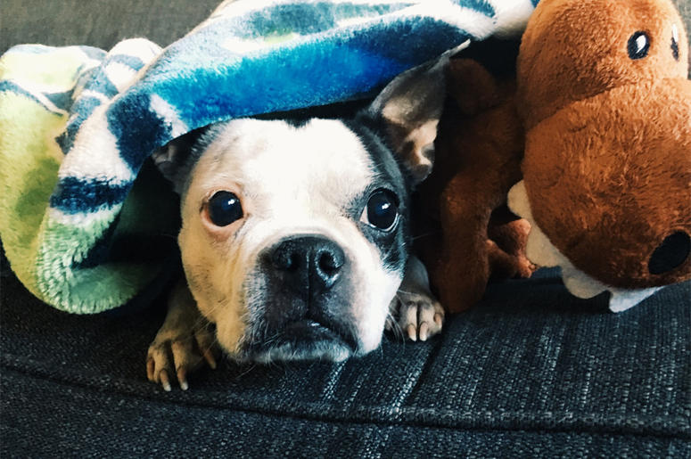 Chowder Hates Fireworks Chowder Hates Fireworks