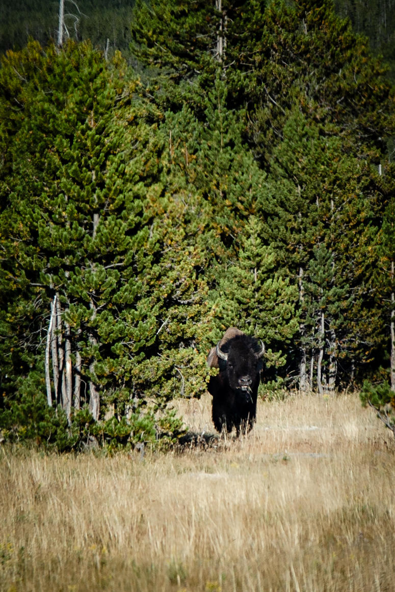 Yellowstone National Park