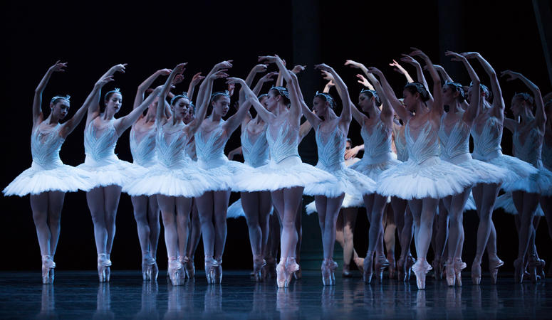 Swans Swans