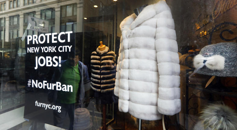This April 10, 2019, photo shows a sign by furnyc.org in the window of Victoria Stass Collection in New York's fur district. (AP Photo/Richard Drew) This April 10, 2019, photo shows a sign by furnyc.org in the window of Victoria Stass Collection in New York's fur district. (AP Photo/Richard Drew)