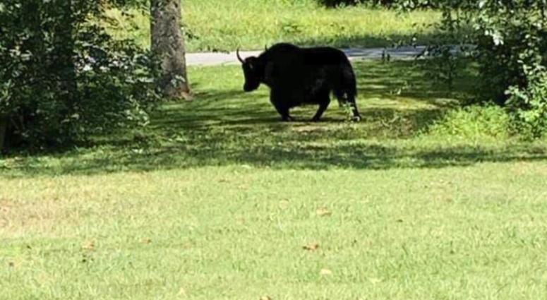 This photo provided by Laura Cooper from the Nelson County Farm Bureau shows a yak in Lovingston, Va,, on Wednesday, Sept. 11, 2019.
