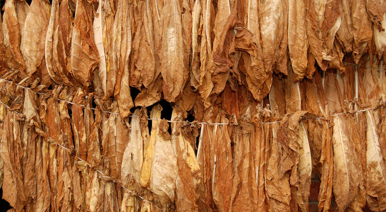 Tobacco Leaves Drying in Old Fashioned Manner (Dreamstime)