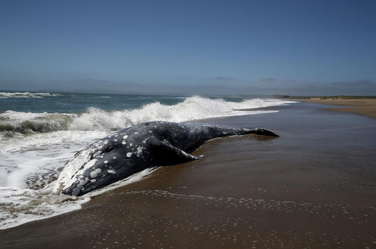 A dead Gray Whale sits on the beach at Limantour Beach on May 23, 2019 in Point Reyes Station, California. A thirteenth Gray Whale washed up dead on a San Francisco Bay Area beach as scientists try to figure what is killing the whales A dead Gray Whale sits on the beach at Limantour Beach on May 23, 2019 in Point Reyes Station, California. A thirteenth Gray Whale washed up dead on a San Francisco Bay Area beach as scientists try to figure what is killing the whales