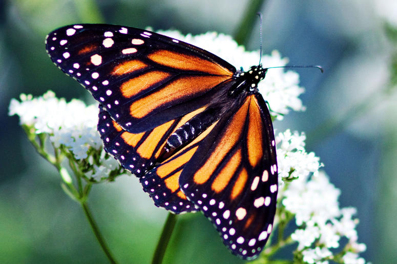 Monarch Butterfly Monarch Butterfly