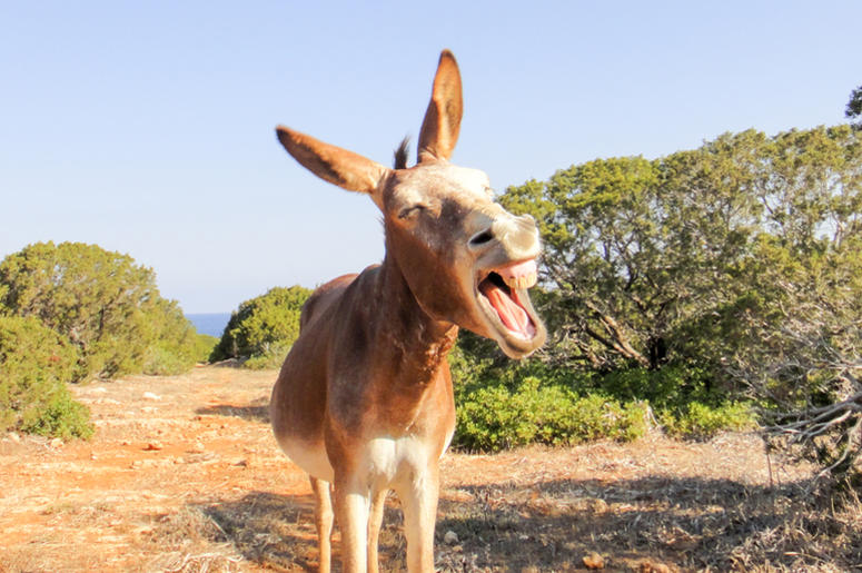 Donkey Donkey