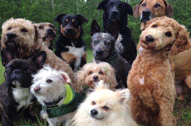 Biscuit and his pack are pals Puppies are awesome