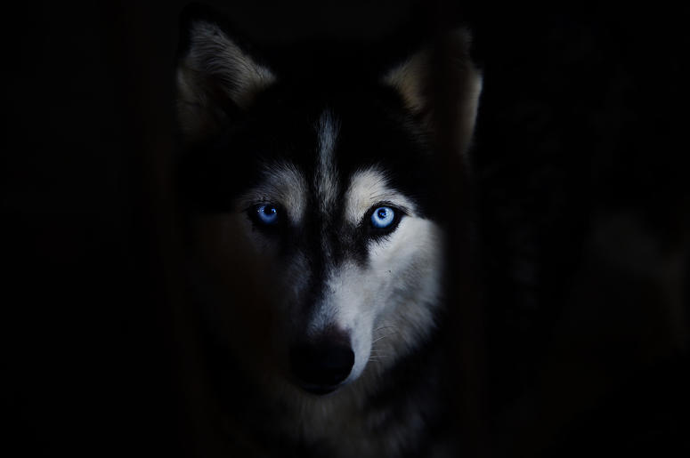 Husky Husky