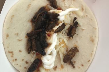 Aaron eating Bug Tacos at the 2019 WI State Fair Aaron Carreno eating Bug Tacos
