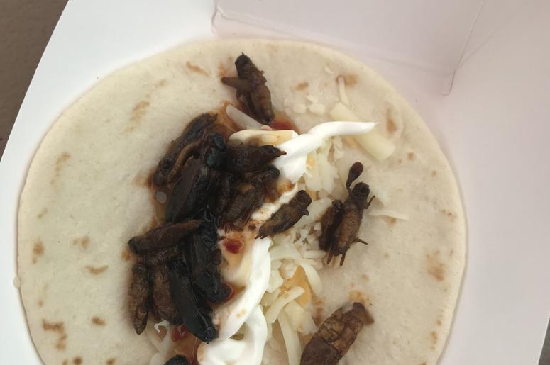 Aaron eating Bug Tacos at the 2019 WI State Fair Aaron Carreno eating Bug Tacos