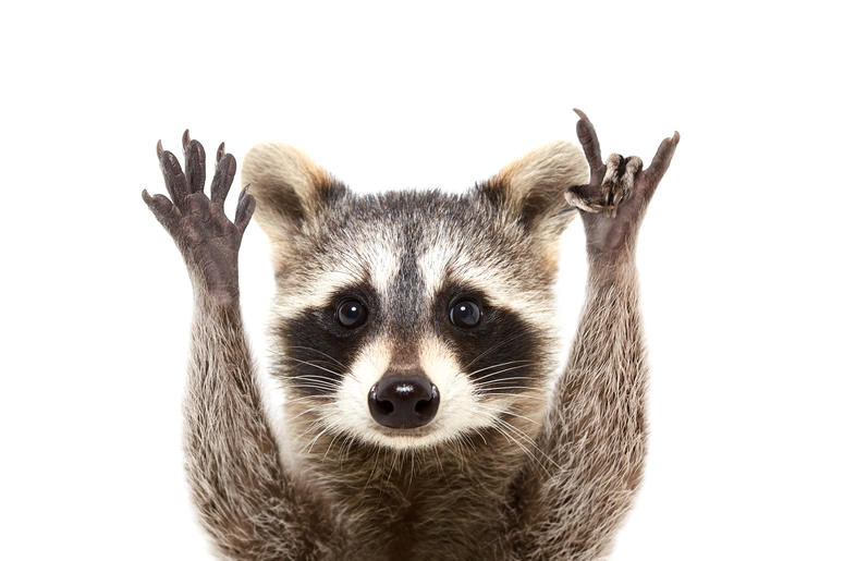Not the "real" skyscraper raccoon