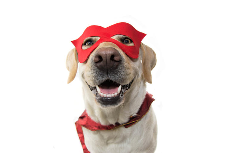Hero Dog