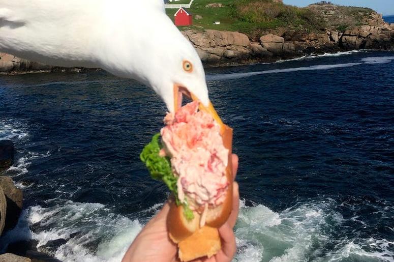 Seagull photobomb