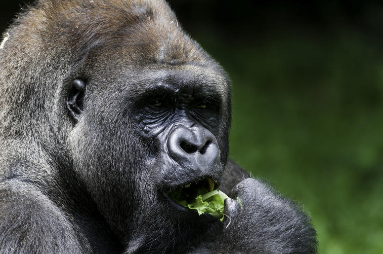Gorilla Gorilla