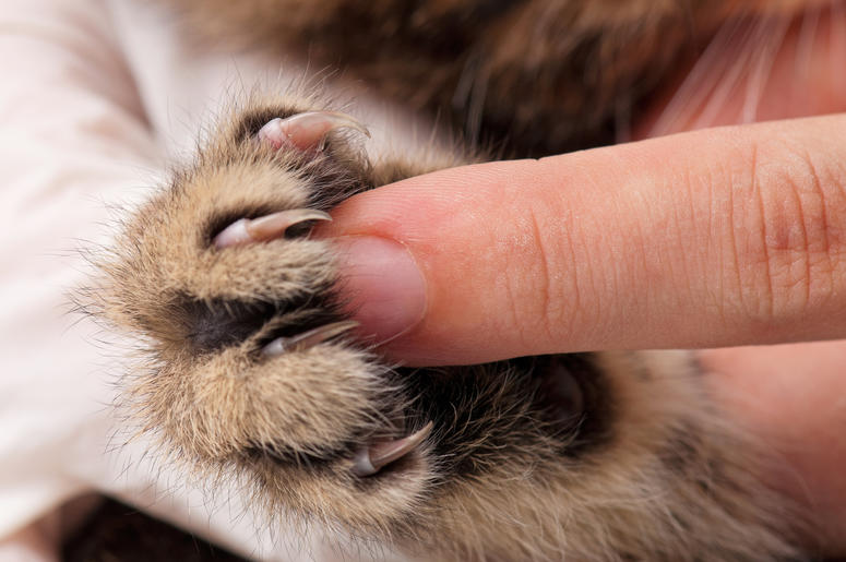 cat paws Cat paws