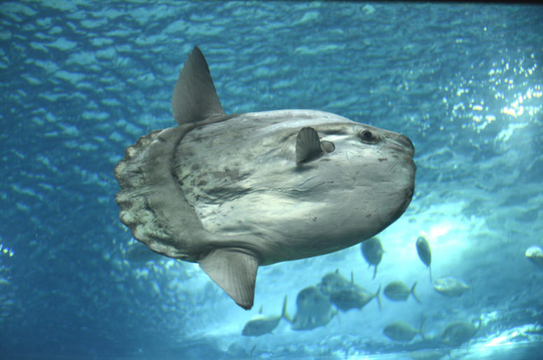 Sunfish Sunfish