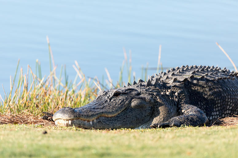Gator Gator