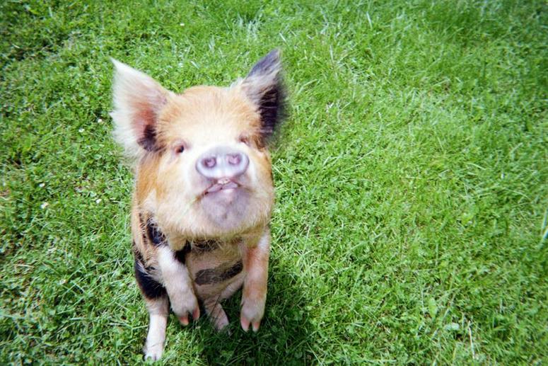 This is Miss Ginger Rogers. Ginger just had pigletts recently and they are already undergoing therapy training.
