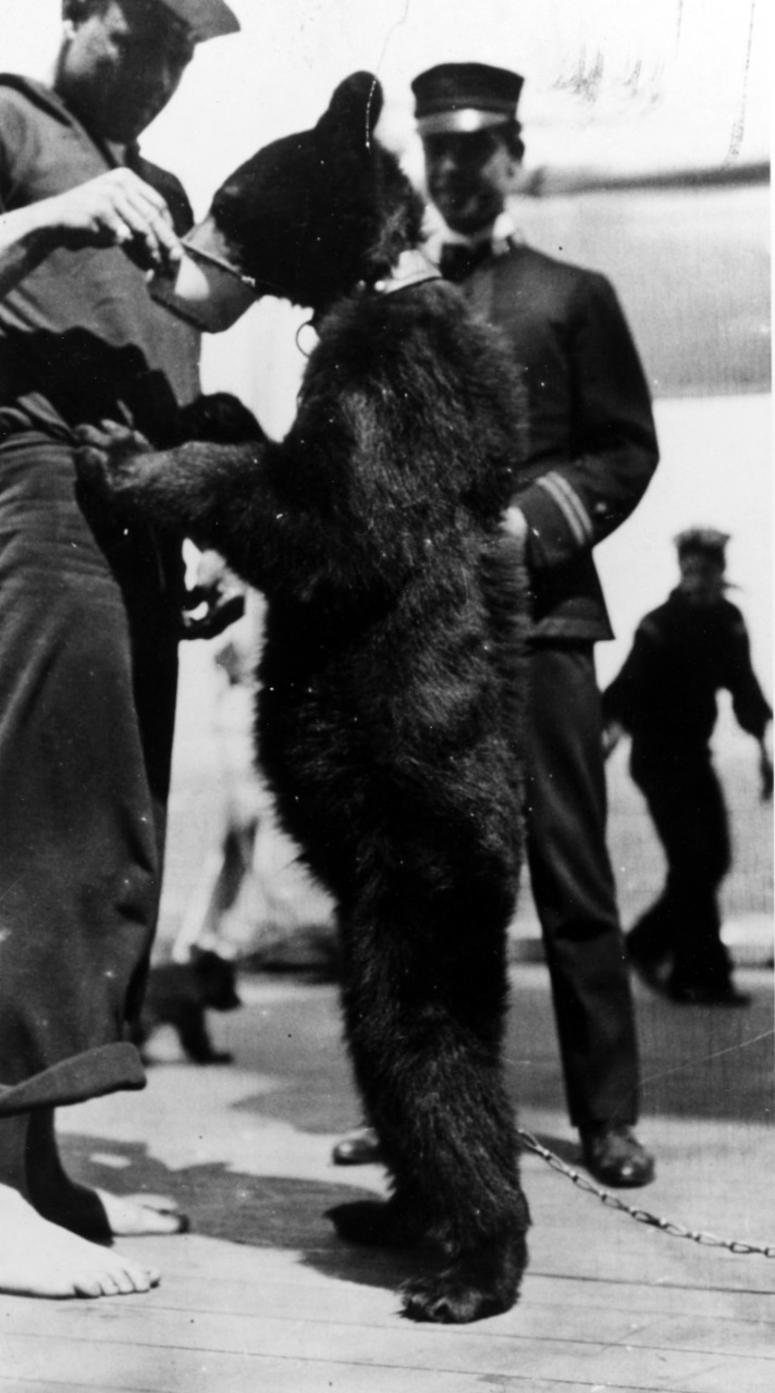 Coxwain Deglen feeding a bear mascot on board the USS Connecticut, during the Great White Fleet World cruise, circa 1908. Collection of Lieutenant Commander Richard Wainwright, Jr., 1928. NavyBear1