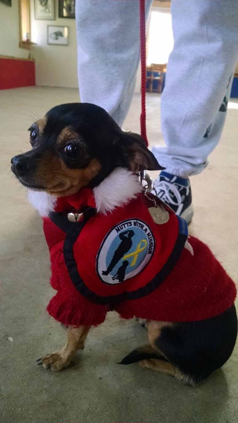 This is Sasha and yes, even Chihuahua's can be service dogs!