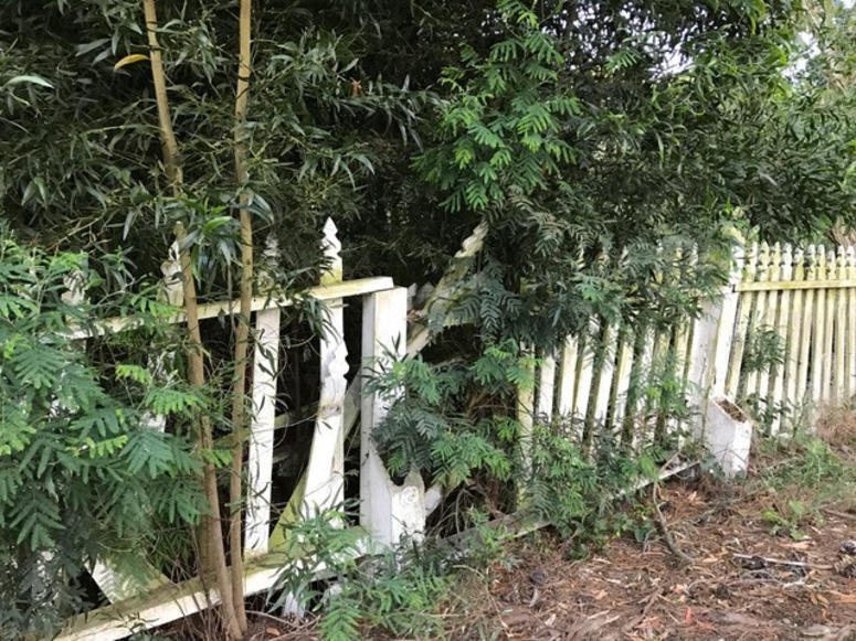 Trees and shrubbery overgrow a neglected fence shub