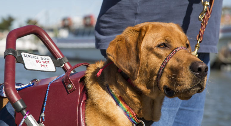 A service dog for a woman assists her as she walks nears the Lewes and Rehoboth Canal in Lewes, DE, USA.