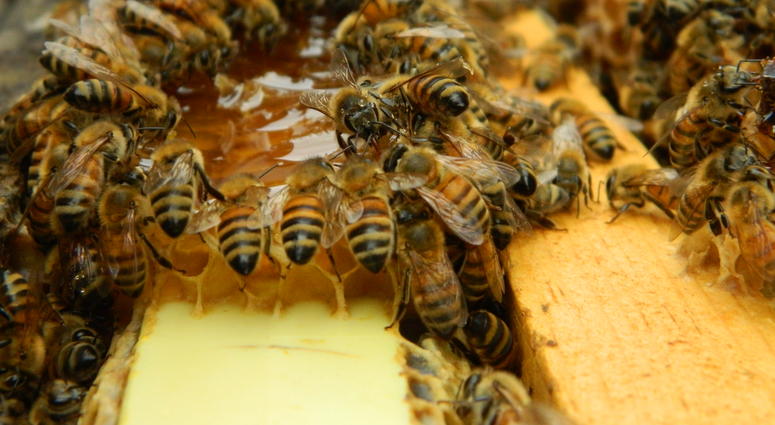 Bees