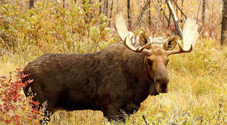 Disabled veterans can take part in the 2019 Disabled Veterans Controlled Moose Hunt in Maine.