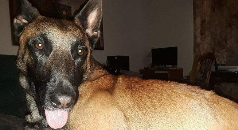 Murphy, a Belgian Malinois, is missing from his owner in Las Vegas, Nevada.