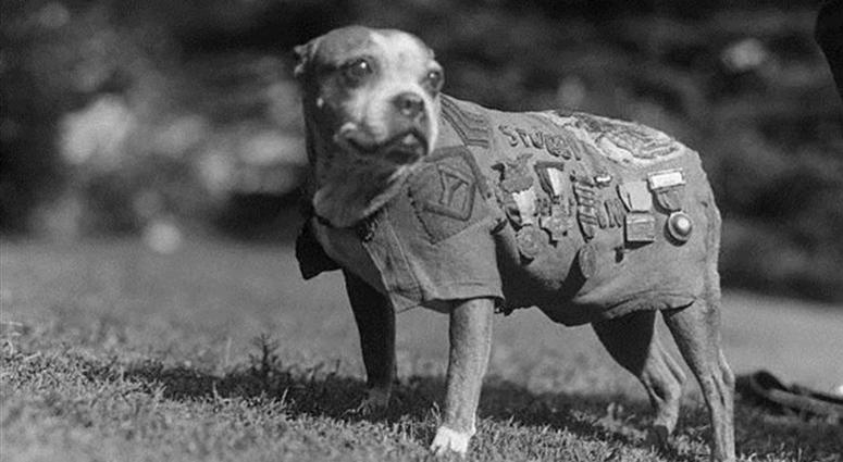 Sgt. Stubby