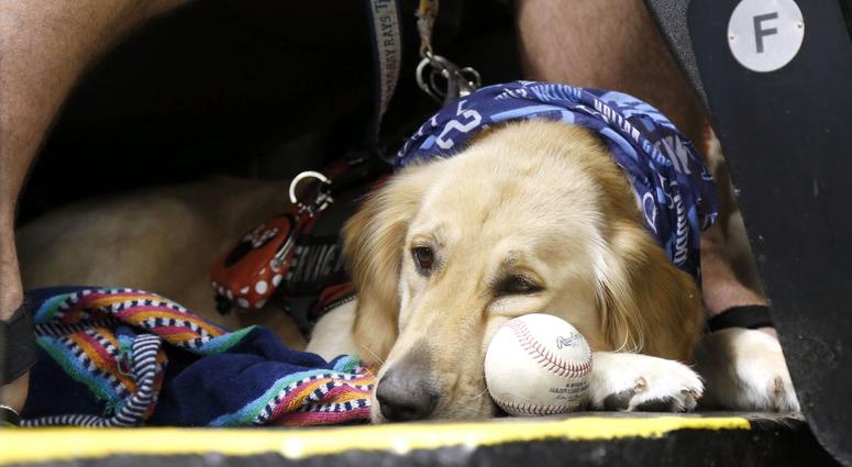 a service dog watches the game as he lays on a baseball between the Tampa Bay Rays and Oakland Athletics at Tropicana Field. doggo