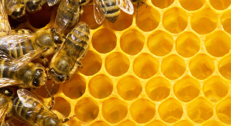 Bees