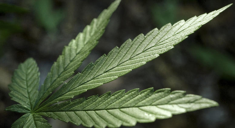 A marijuana plant leaf.