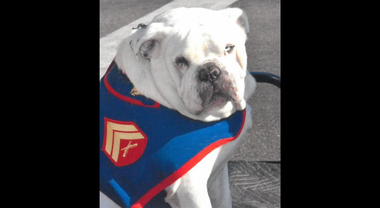 Marine Sgt. Max MarineSgt.Maxthedog