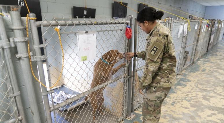 Soldier and shelter dog
