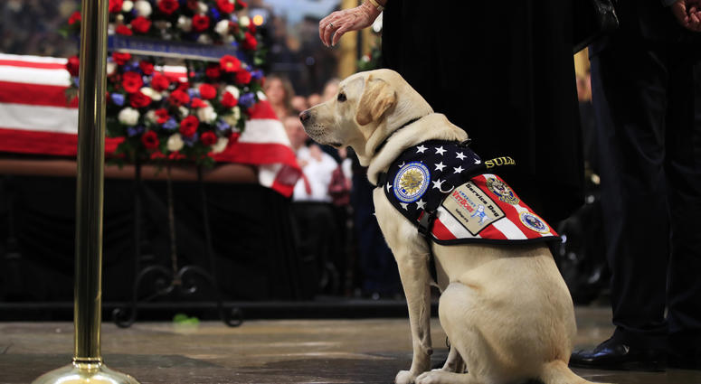 Sully, former President George H.W. Bush's service dog, pays his respect to President Bush as he lie in state at the U.S. Capitol in Washington, Tuesday, Dec. 4, 2018.