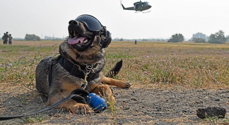 Resultado de imagem para military dog