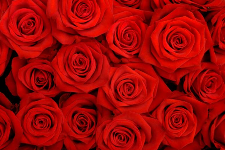roses