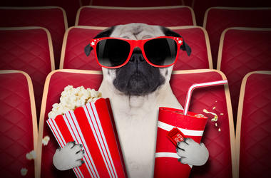 Dog at theater