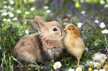 Bunny and bird