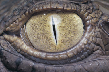 Reptilian Eye