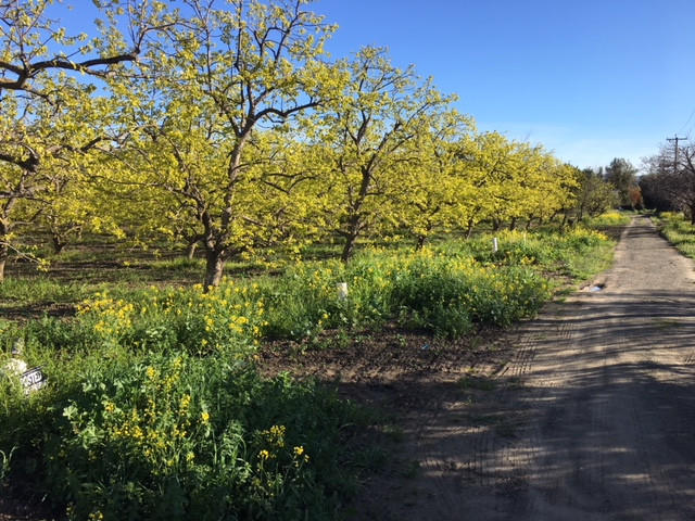A Persimmon Orchard at Montague Expressway and Seely Avenue in San Jose A Persimmon Orchard at Montague Expressway and Seely Avenue in San Jose