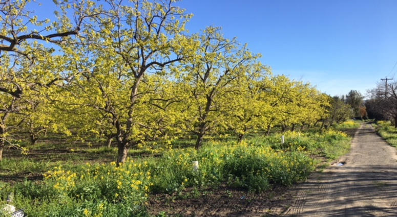 A Persimmon Orchard at Montague Expressway and Seely Avenue in San Jose A Persimmon Orchard at Montague Expressway and Seely Avenue in San Jose