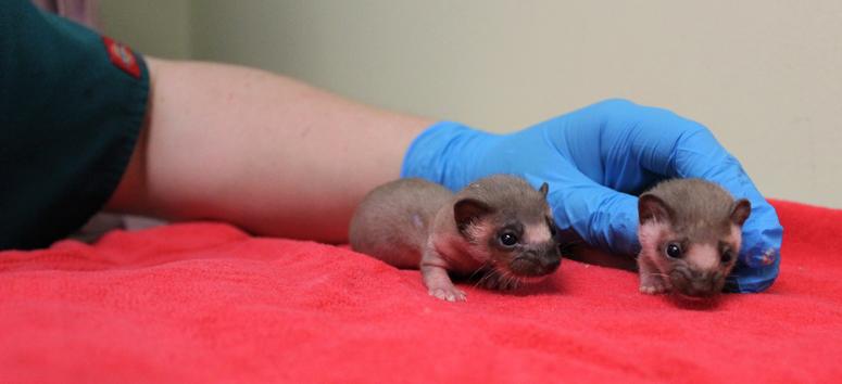Baby Weasels Baby Weasels