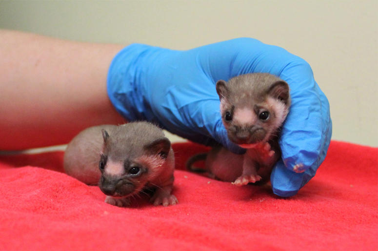 Baby Weasels Baby Weasels