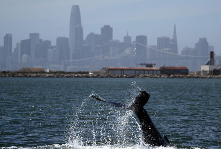 Humpback Whale Swims In Alameda Lagoon Humpback Whale Swims In Alameda Lagoon