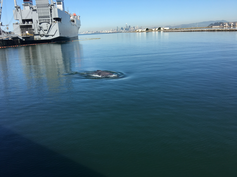 Humpback Whale Swims In Alameda Lagoon, June 11 Humpback Whale Swims In Alameda Lagoon, June 11