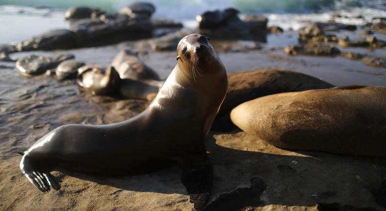 Sea lions bathe in the sun in La Jolla on the Pacific Ocean coast on August 7, 2018 in San Diego, California. Sea lions bathe in the sun in La Jolla on the Pacific Ocean coast on August 7, 2018 in San Diego, California.