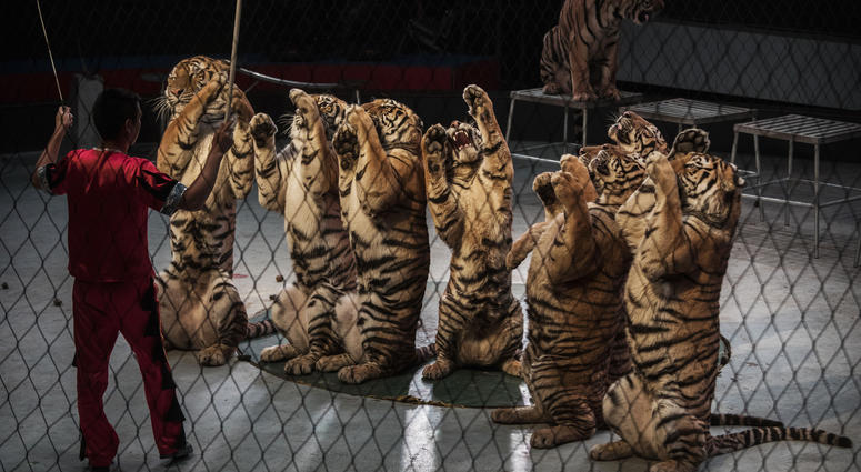 Chinese trainer swings a stick next to Siberian tigers as they perform at a private circus on rented space at the Heilongjiang Siberian Tiger Park on July 5, 2017 in Harbin, northern China. Chinese trainer swings a stick next to Siberian tigers as they perform at a private circus on rented space at the Heilongjiang Siberian Tiger Park on July 5, 2017 in Harbin, northern China.