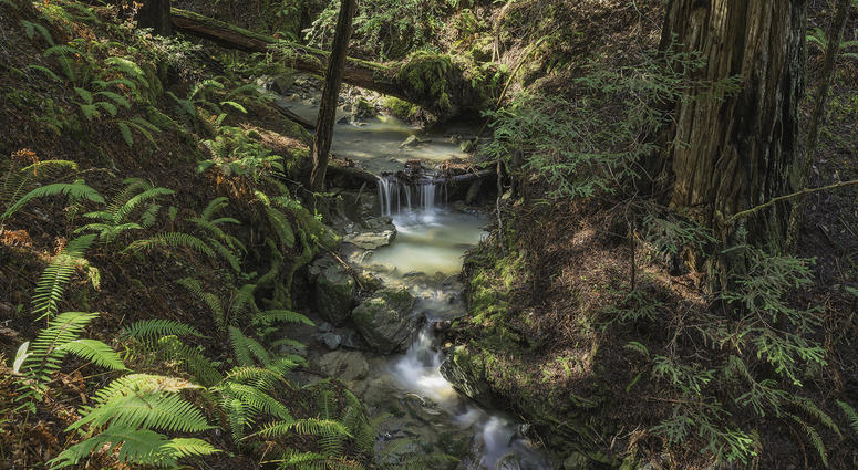 Harold Richardson Redwoods Reserve Harold Richardson Redwoods Reserve